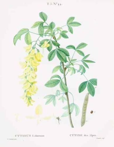 Cytisus laburnum - бобовник обыкновенный